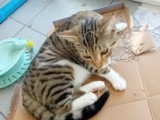 Charly, chaton à adopter en association