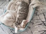 Charly, chaton à adopter en association