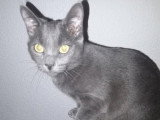 Bichette, chatte de type Chartreux à adopter en association