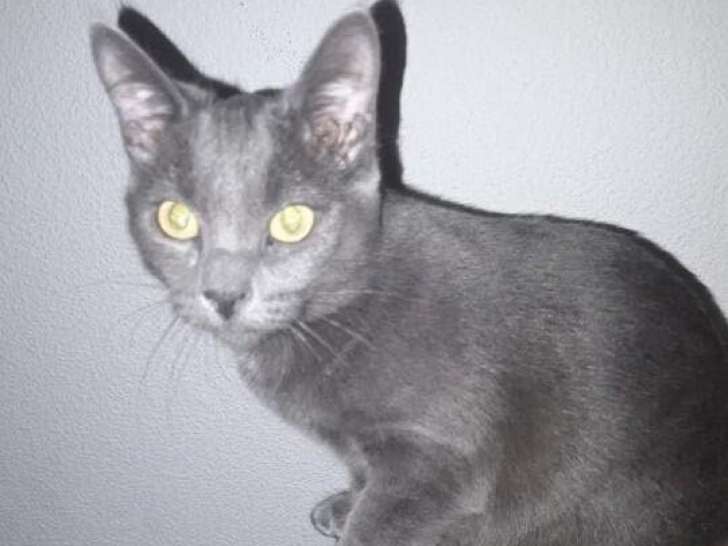 Bichette, chatte de type Chartreux à adopter en association