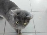 Bichette, chatte de type Chartreux à adopter en association