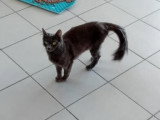 Bichette, chatte de type Chartreux à adopter en association