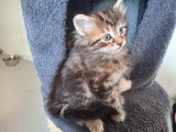 Chatons Norvégiens LOOF à vendre