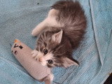Chatons Norvégiens LOOF à vendre