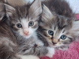 Chatons Norvégiens LOOF à vendre