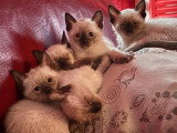 6 chatons de type Siamois à vendre