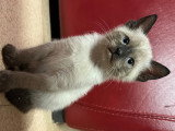 6 chatons de type Siamois à vendre