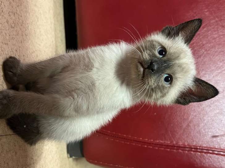 6 chatons de type Siamois à vendre