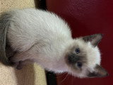 6 chatons de type Siamois à vendre