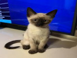 6 chatons de type Siamois à vendre