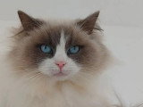 Chatte Ragdoll blue bicolor de 4 ans à vendre LOOF