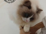 Chatte Ragdoll blue bicolor de 4 ans à vendre LOOF