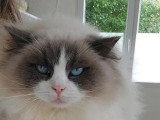Chatte Ragdoll blue bicolor de 4 ans à vendre LOOF