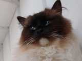 Chatte Ragdoll seal mitted de 4 ansLOOF en vente