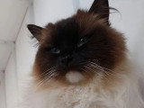 Chatte Ragdoll seal mitted de 4 ansLOOF en vente