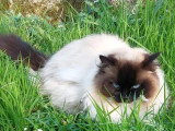 Chatte Ragdoll seal mitted de 4 ansLOOF en vente