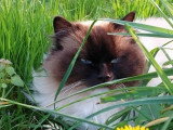 Chatte Ragdoll seal mitted de 4 ansLOOF en vente