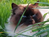 Chatte Ragdoll seal mitted de 4 ansLOOF en vente