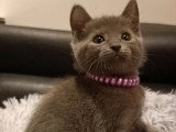 Portée de 4 chatons Chartreux nés en mars 2026 inscrits LOOF à réserver