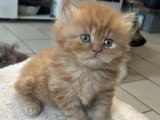 Chatons de race British Longhair à vendre (4 femelles )