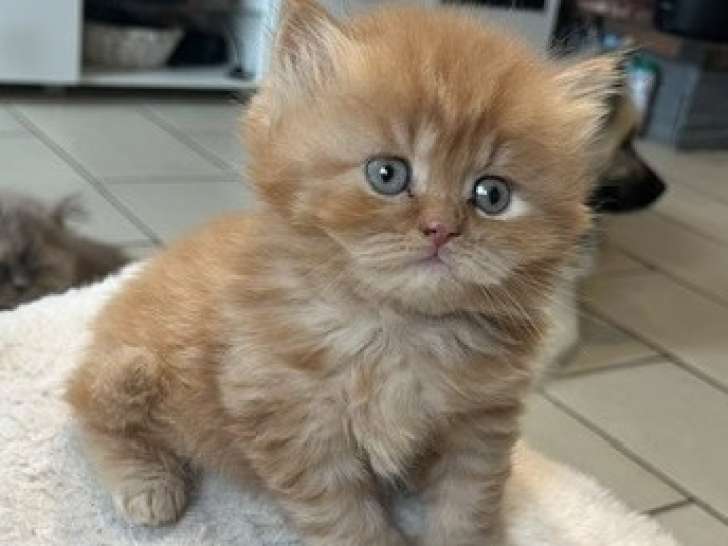 Chatons de race British Longhair à vendre (4 femelles )