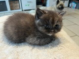 Chatons de race British Longhair à vendre (4 femelles )