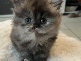 Chatons de race British Longhair à vendre (4 femelles )