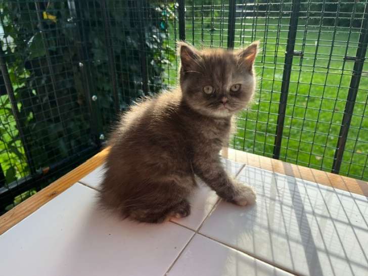 Chatons de race British Longhair à vendre ( 1 femelle - 1 male)