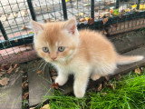 Chatons de race British Longhair à vendre ( 1 femelle - 1 male)