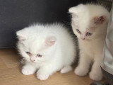 4 chatonnes de type Scottish Straight à vendre