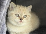 4 chatonnes de type Scottish Straight à vendre