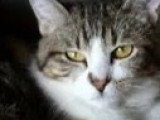 En quête d'un foyer : chatte tigrée et blanche de 10 ans