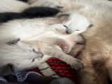 Chatons Siamois à poil long à vendre