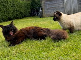 Chatons Siamois à poil long à vendre