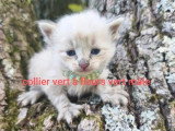5 chatons Sibériens LOOF à réserver, nés en mars 2026