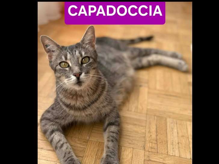 Disponible à l'adoption : chatte tigrée d'un an