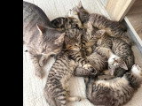 Disponible à l'adoption : chatte tigrée d'un an