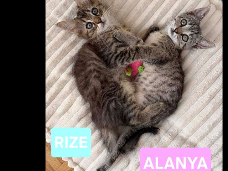 Prêts pour l'adoption : duo de chatons tigrés de 2 mois