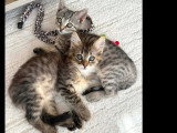Prêts pour l'adoption : duo de chatons tigrés de 2 mois