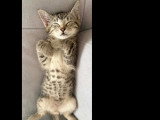 Adoption disponible : chaton mâle tigré de 2 mois