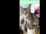 Prêt pour l'adoption : chaton mâle tigré de 2 mois