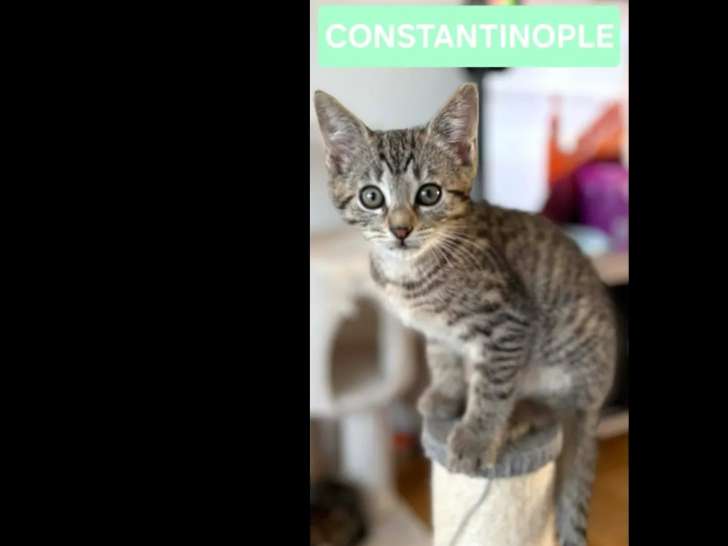 Prêt pour l'adoption : chaton mâle tigré de 2 mois
