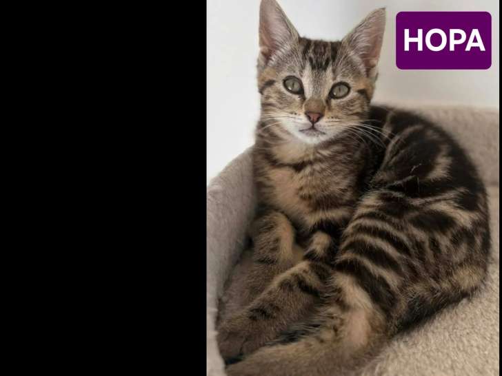En attente d'un foyer : chaton femelle tigrée de 2 mois