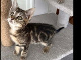 En attente d'un foyer : chaton femelle tigrée de 2 mois