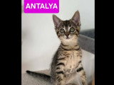 À adopter : chaton femelle tigrée de 2 mois