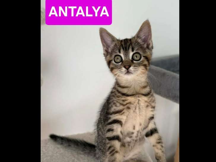 À adopter : chaton femelle tigrée de 2 mois