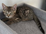 À adopter : chaton femelle tigrée de 2 mois