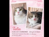 Disponible à l'adoption : chatte d'un an
