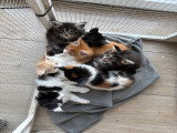 Chatons Main Coon disponibles
