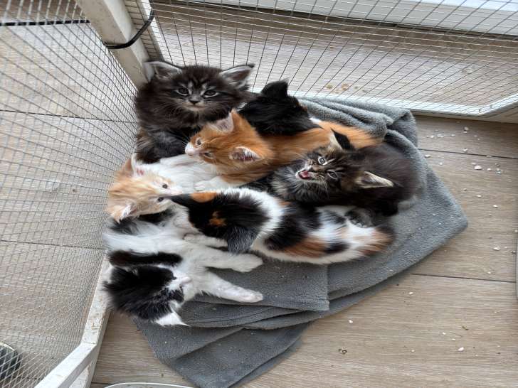 Chatons Main Coon disponibles
